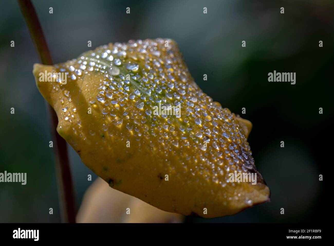 Drops of water on the orange-yellow leaf of the tree. The freshness af Stock Photo