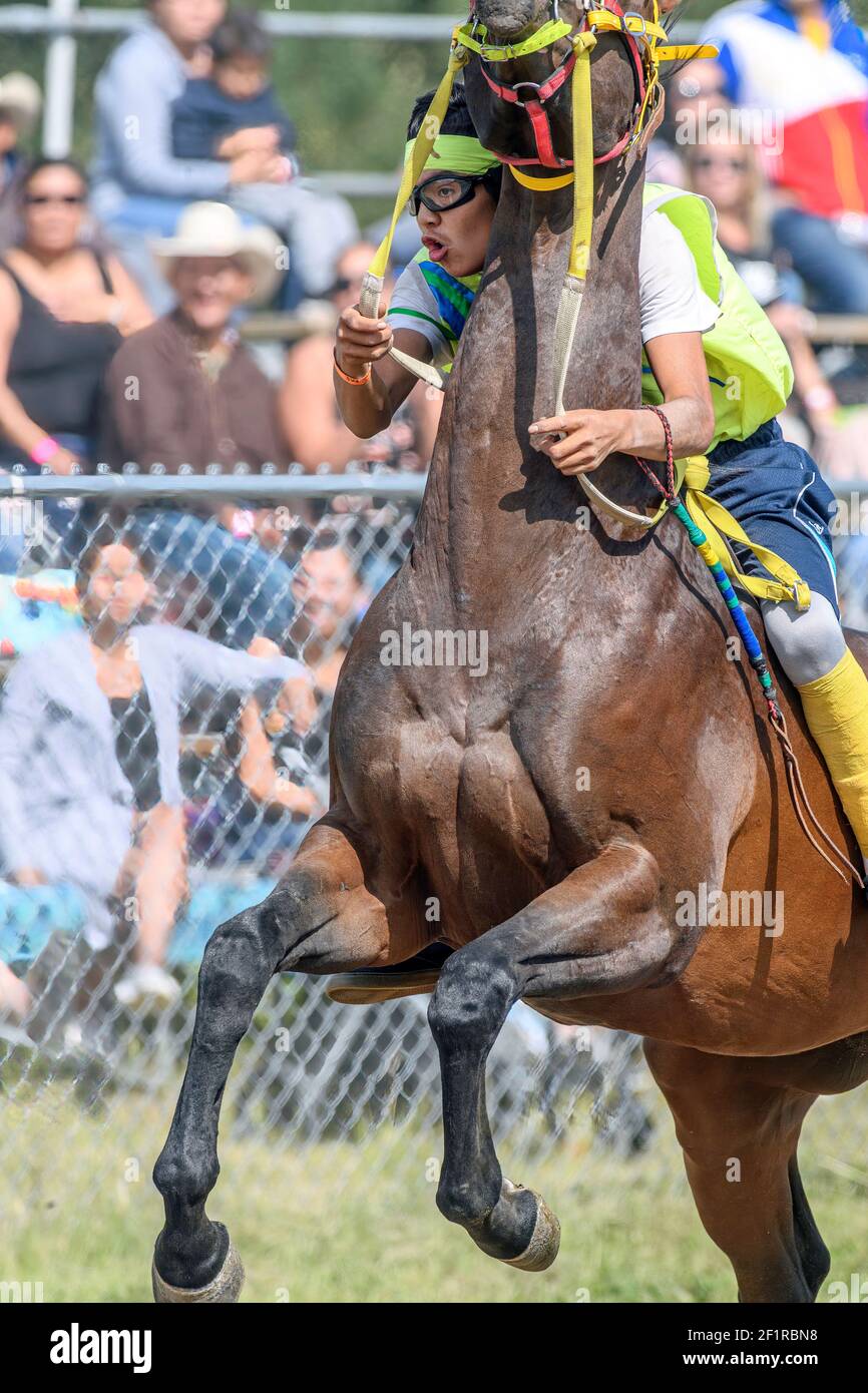 The Enoch Cree Nation Indian Relay (horse) Race. Alberta Canada Stock