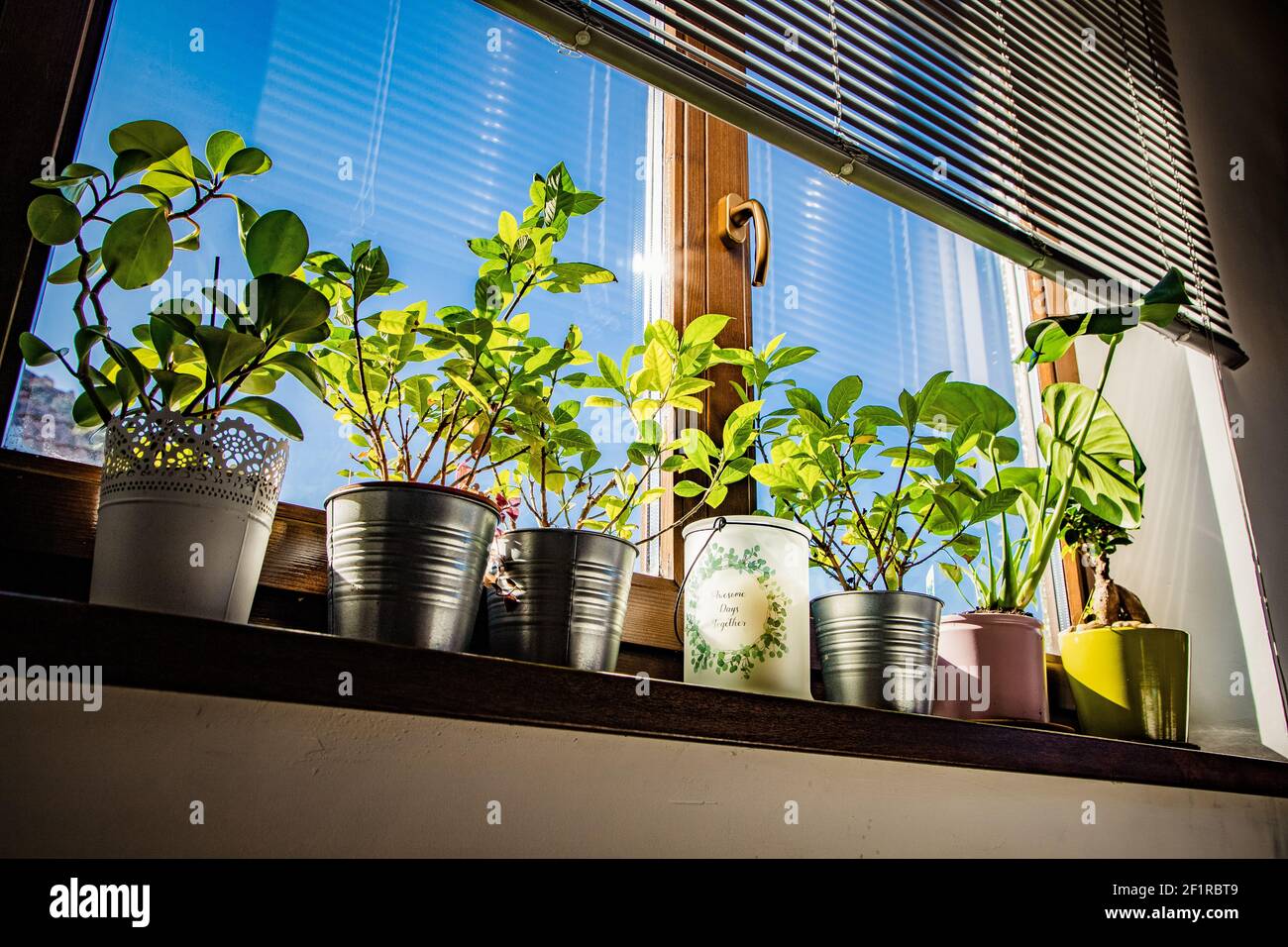 Page 2 Beautiful Indoor Houseplants High Resolution Stock Photography And Images Alamy Page 2 Beautiful Indoor Houseplants High Resolution Stock Photography And Images Alamy