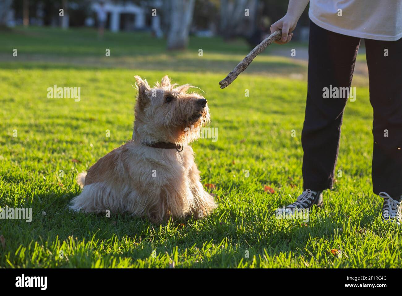 A girl plays with her dog in a Buenos Aires city park Stock Photo