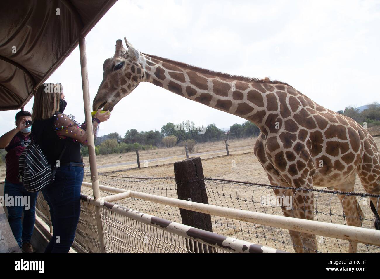 TEOTIHUACAN, MEXICO - MARCH 9: A woman feed a giraffe during a tour in the zoo and theme park 'Reino Animal'. Reino Animal is dedicated to the conservation and rehabilitation of species, TEOTIHUACAN, MEXICO - MARCH 9: A woman feed a giraffe during a tour in the zoo and theme park 'Reino Animal'. Reino Animal is dedicated to the conservation and rehabilitation of species,