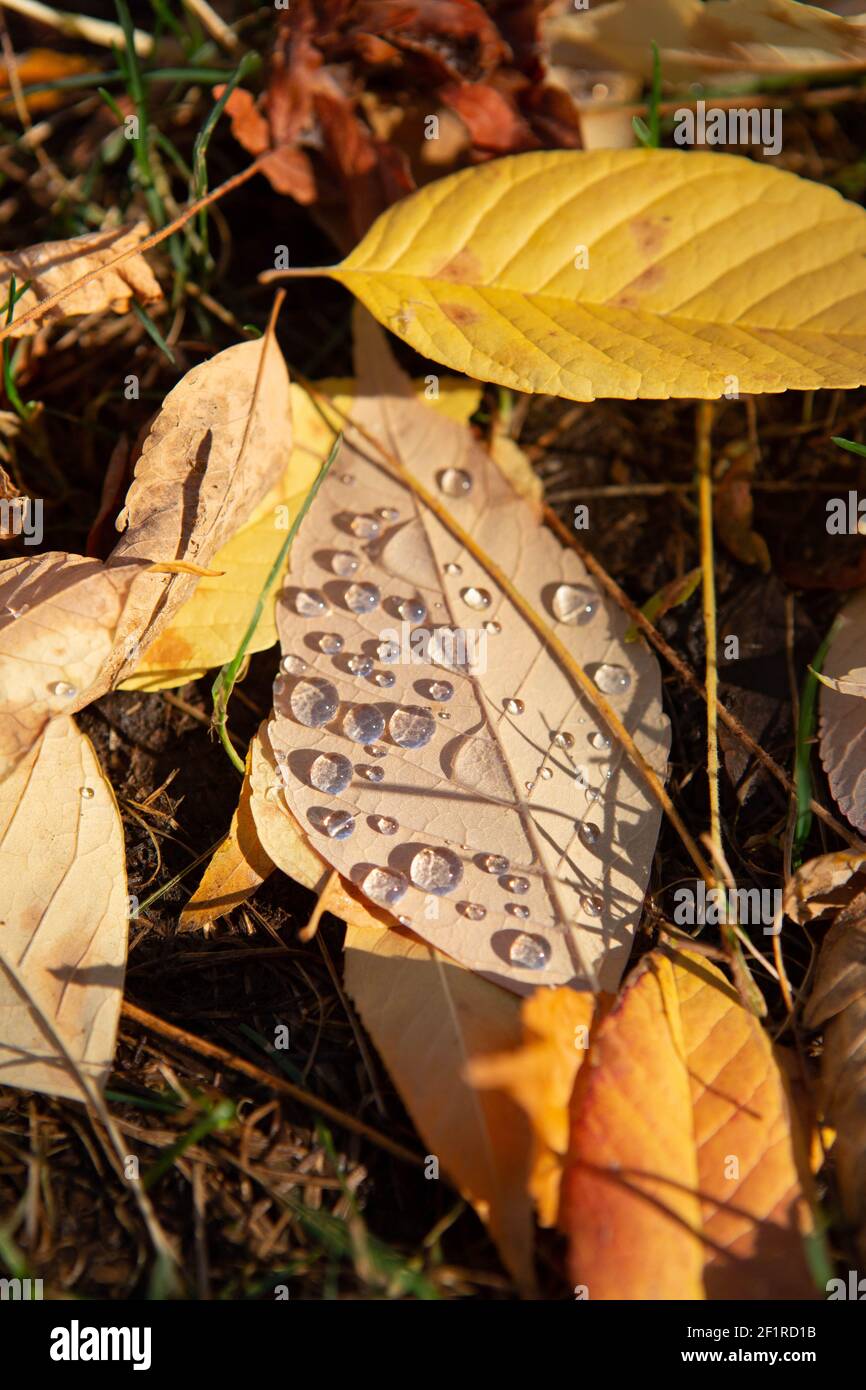 Large Drops of Dew on Fallen Leaves Stock Photo