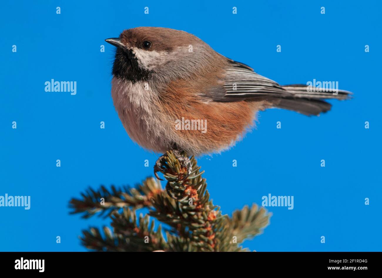 North America; United States; Alaska;  Wildlife; Birds; Passerine; Boreal Chickadee; Poecile hudsonica; L 5.5 inches (14cm) Stock Photo