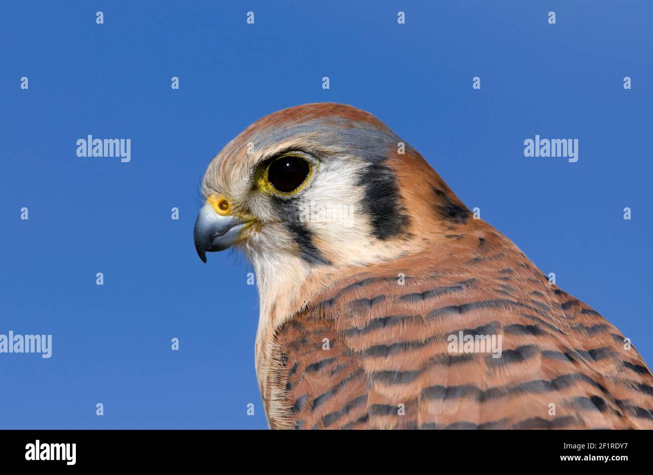 American Kestral; New Mexico; San Juan Mountains; Wildlife; Birds; Birds of Prey; Raptors; Hawks and falcons Stock Photo