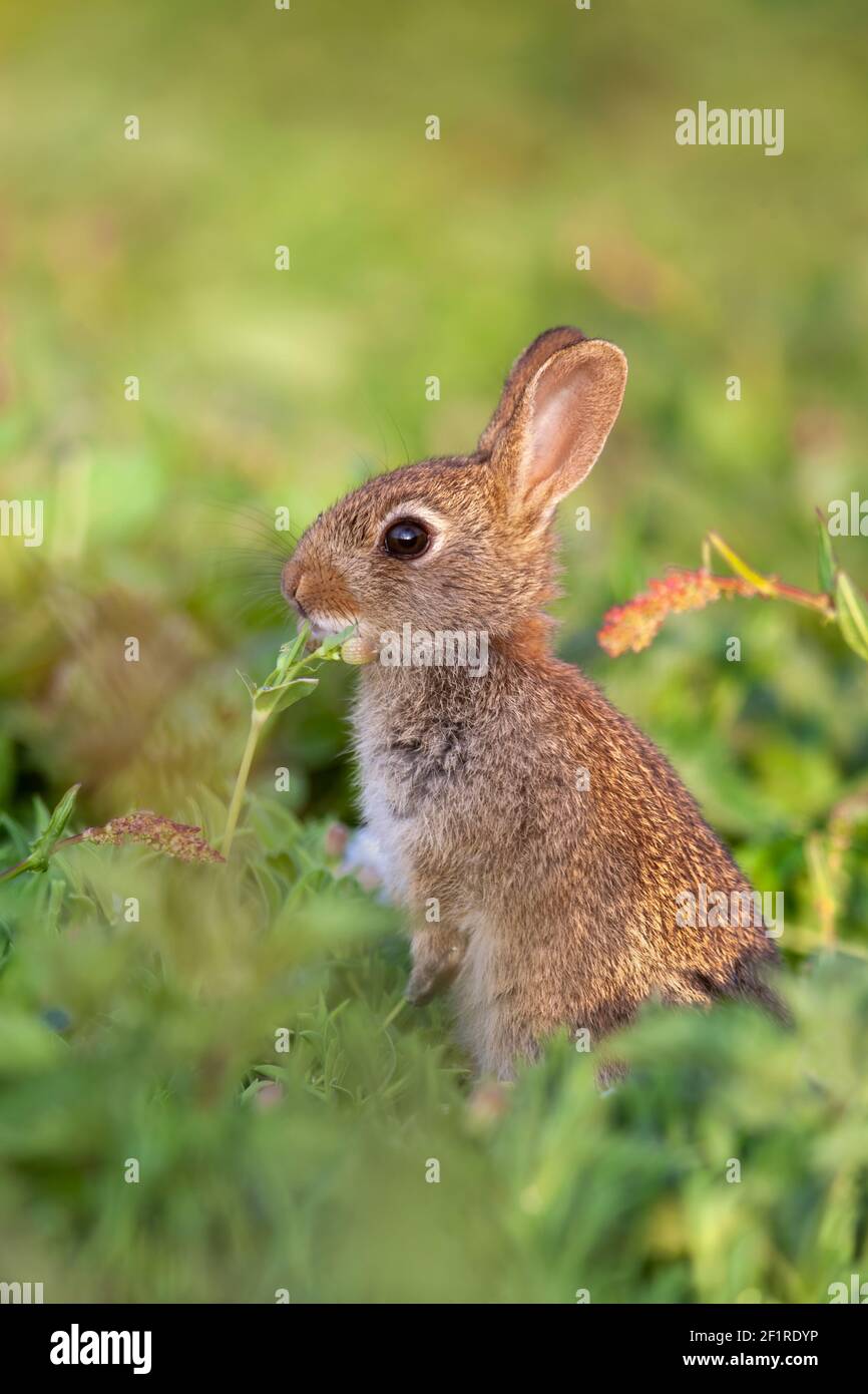 Rabbit (Oryctolagus cuniculus), Isle of May, Scotland, UK Stock Photo