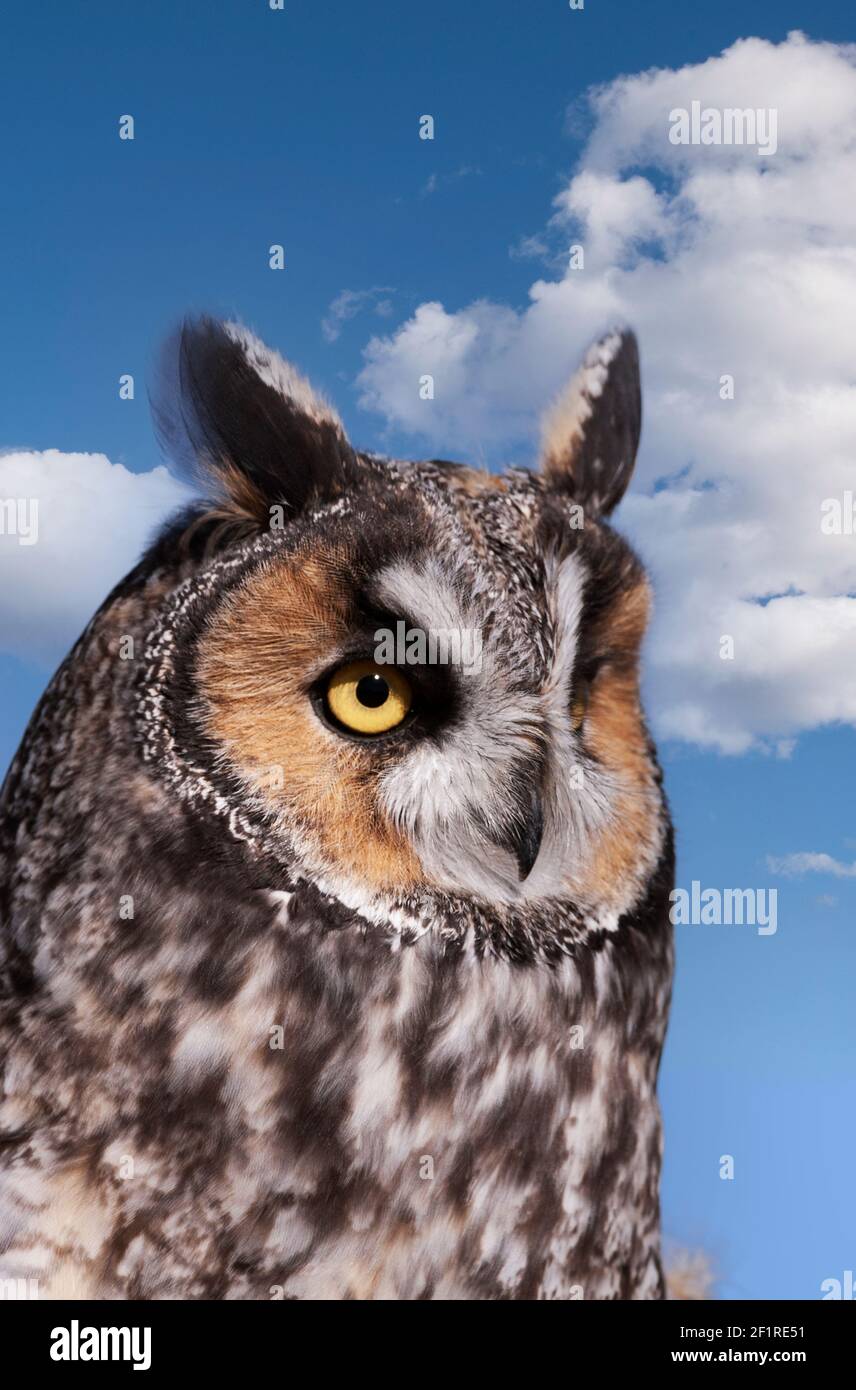 Long-eared Owl; Owls; Montana; Wildlife; Birds; Predatory; Stock Photo