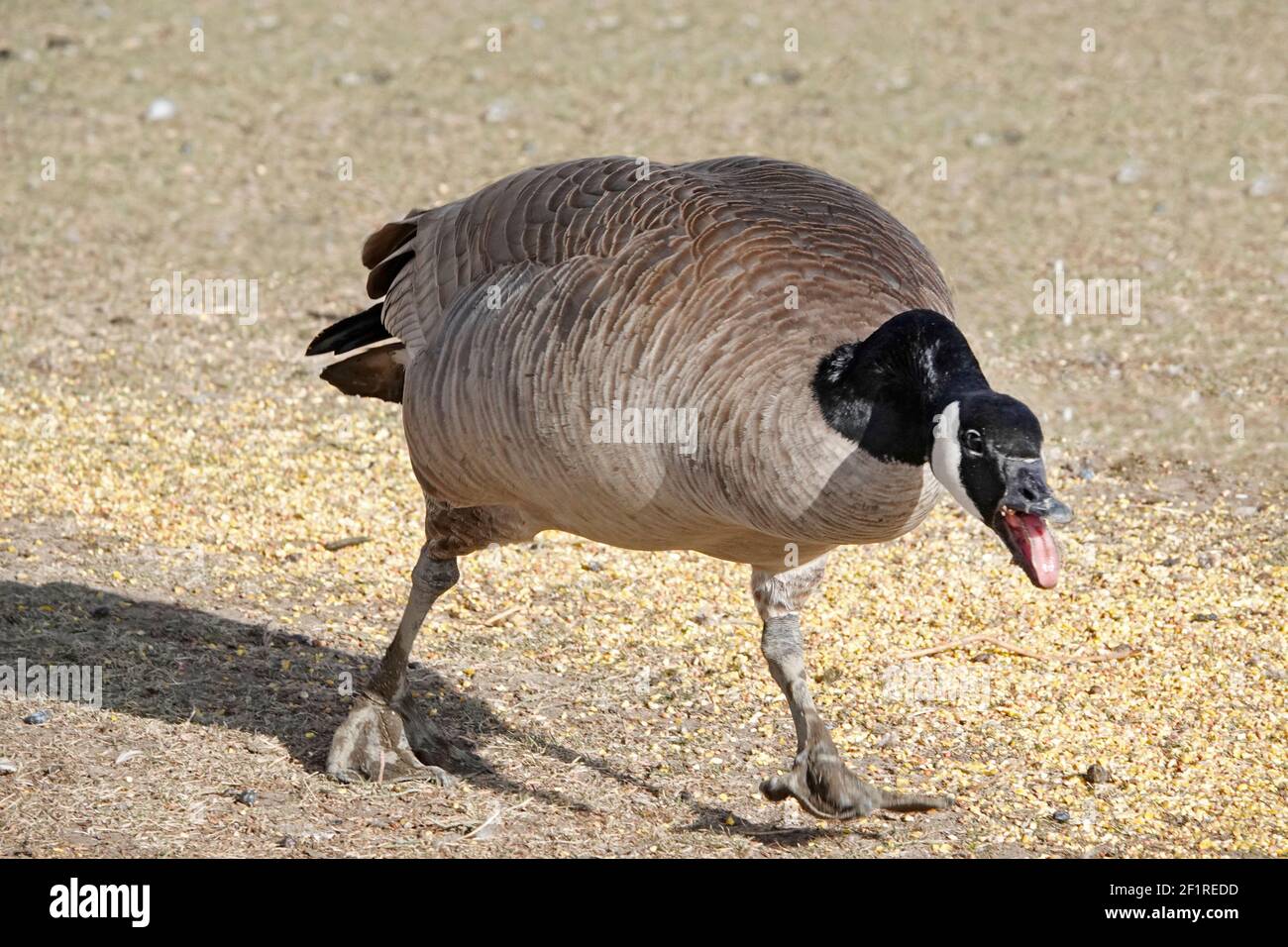 Portrait of an angry Canada goose at a public pond and park in Redmond, Oregon. Stock Photo