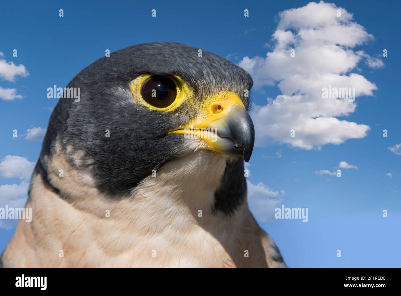 Falcon; Peregrine Falcon; New Mexico; San Juan Mountains; Wildlife
