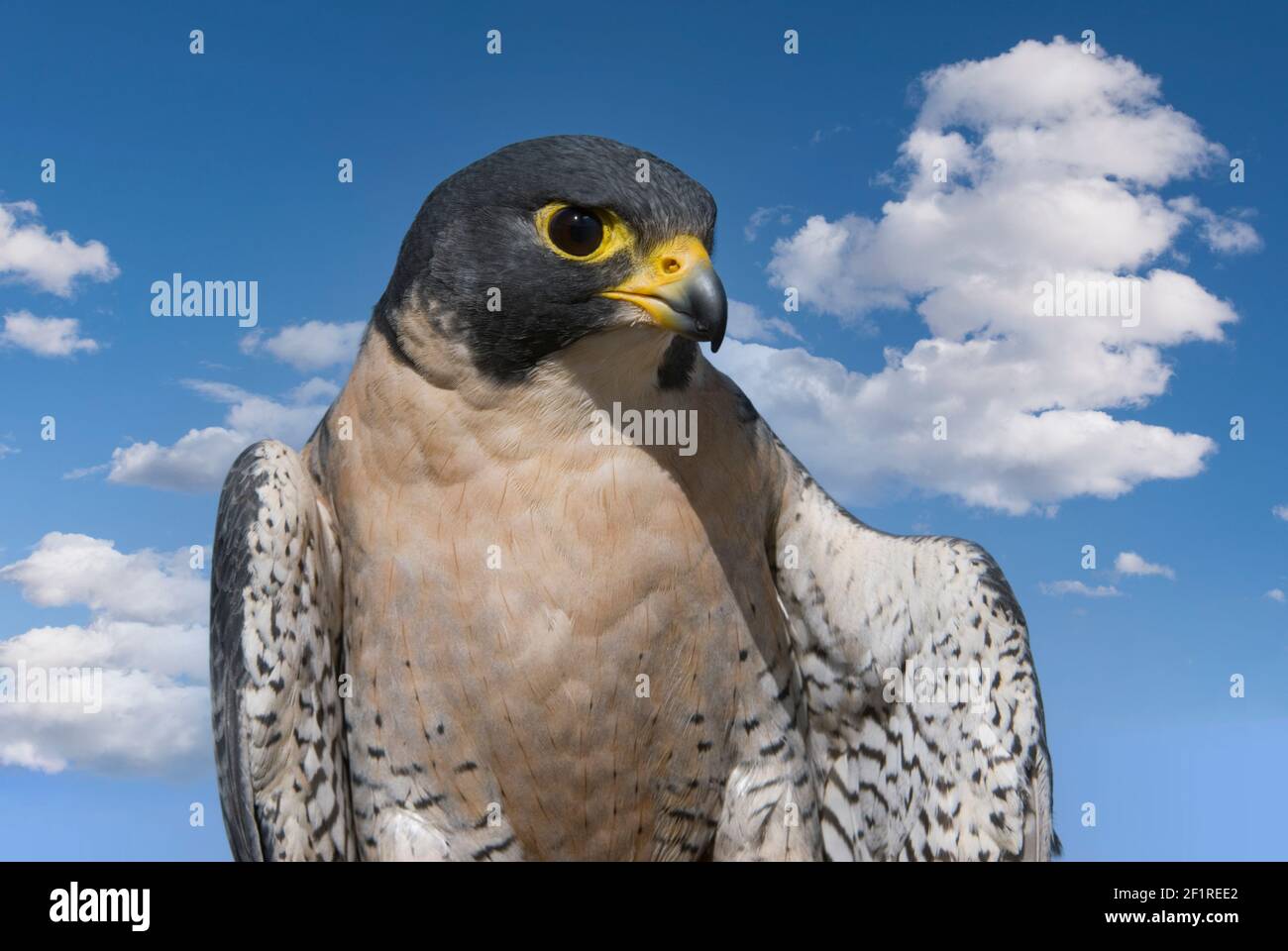 Falcon; Peregrine Falcon; New Mexico; San Juan Mountains; Wildlife; Birds; Birds of Prey; Raptors; Stock Photo