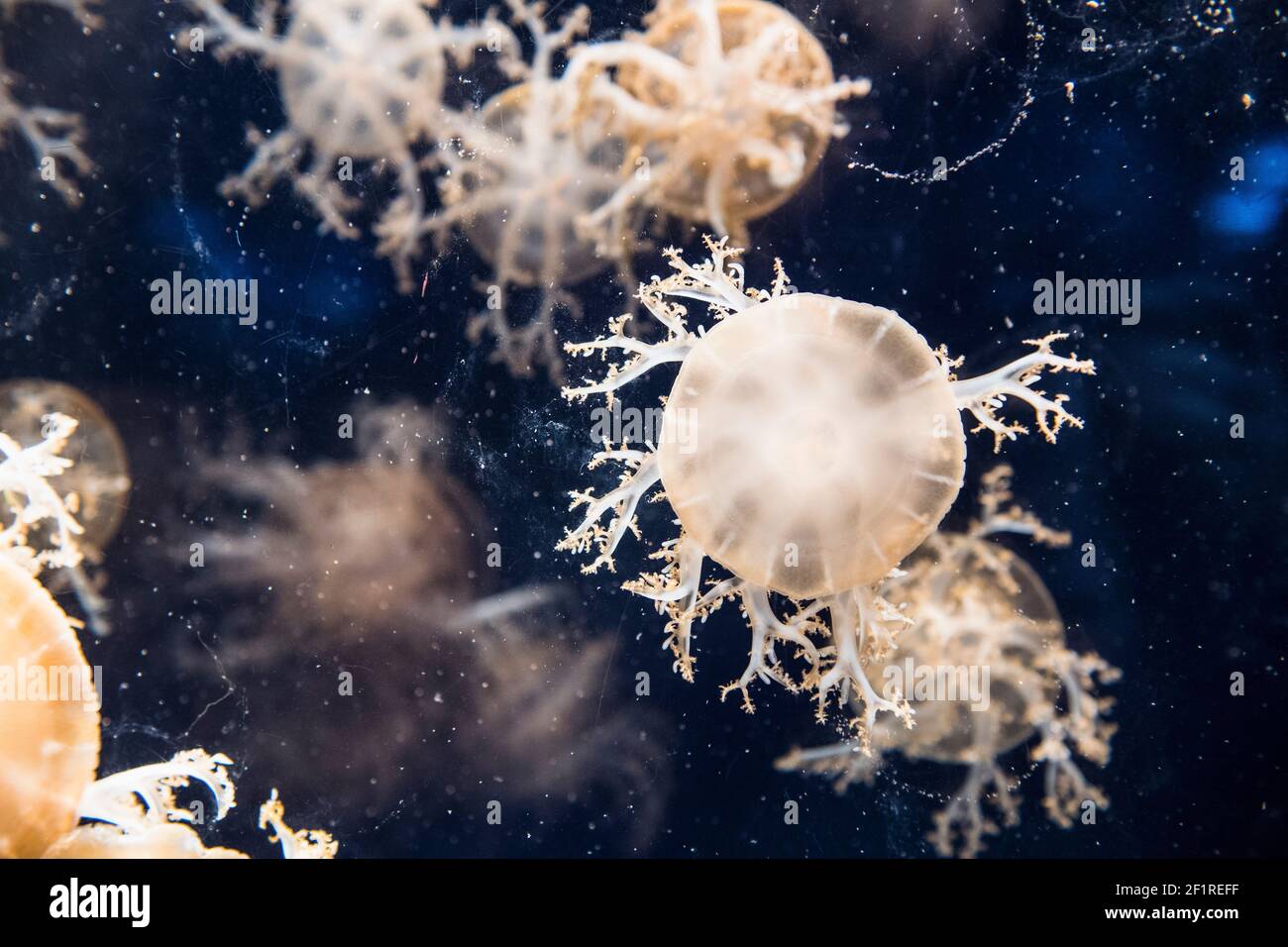 captivated jellyfish sucking algae  from a glass at aquarium Stock Photo