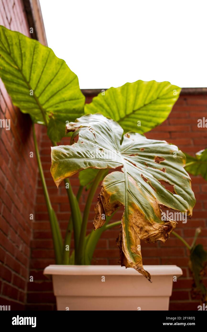 Withered leaf hi-res stock photography and images - Alamy
