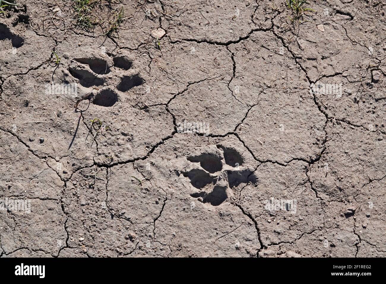 A set of coyote paw prints in mud in the John Day Fossil Beds National