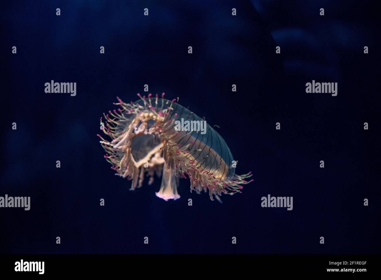 illuminated flower hat jellyfish floating in aquarium Stock Photo