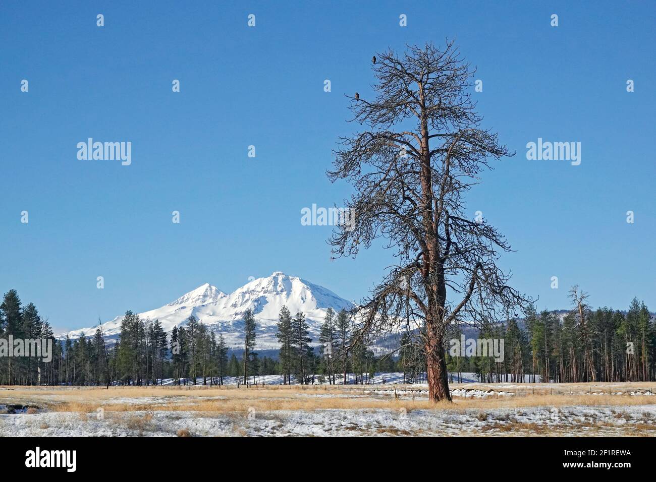 A pair of red-tailed hawks perch in a ponderosa pine snag in a field below North Sisters and South Sisters Peaks in the Oregon Cascade Mountains near Sisters, Oregon. Stock Photo