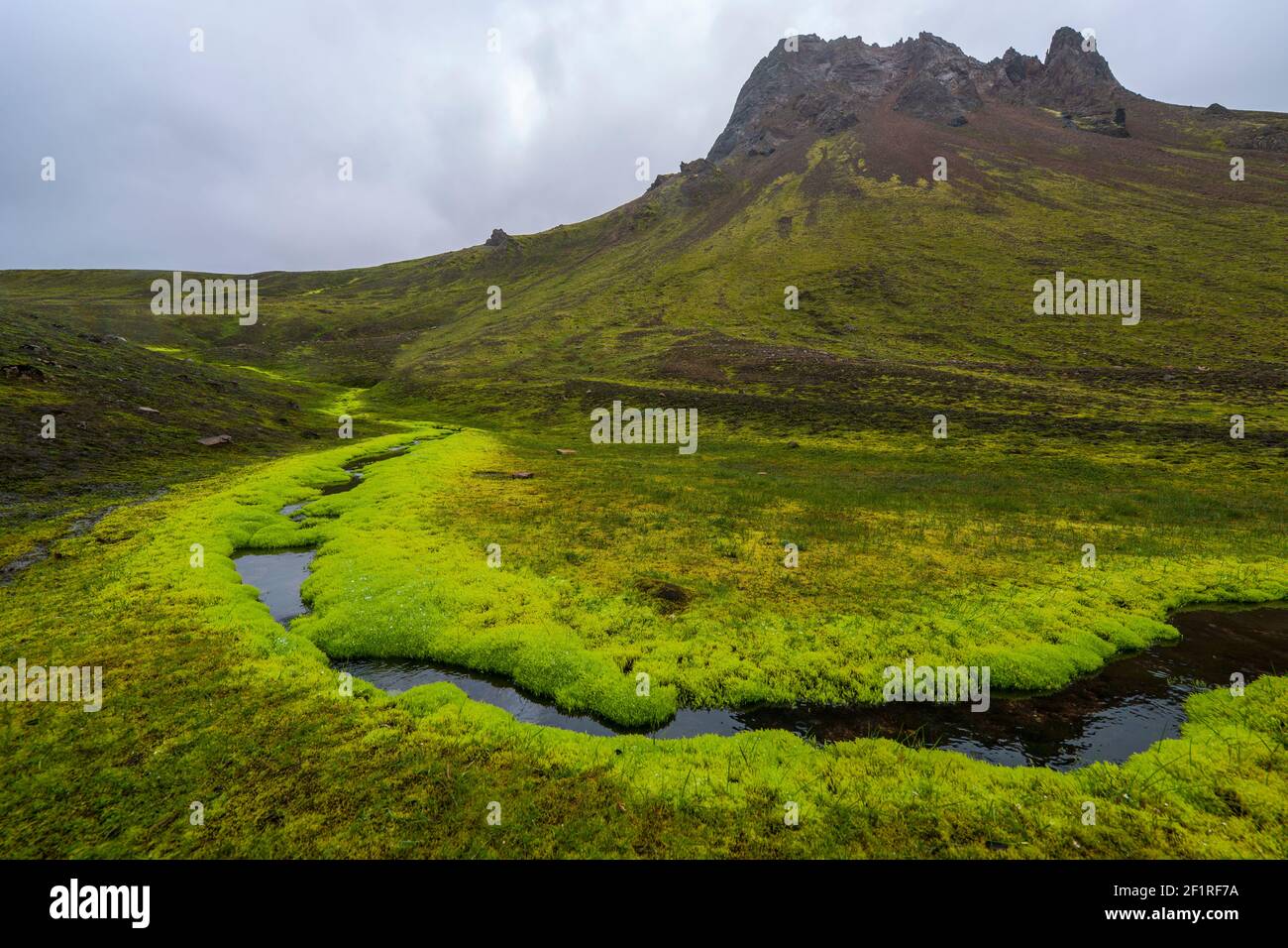 fresh water spring lined with fresh moos in Iceland Stock Photo