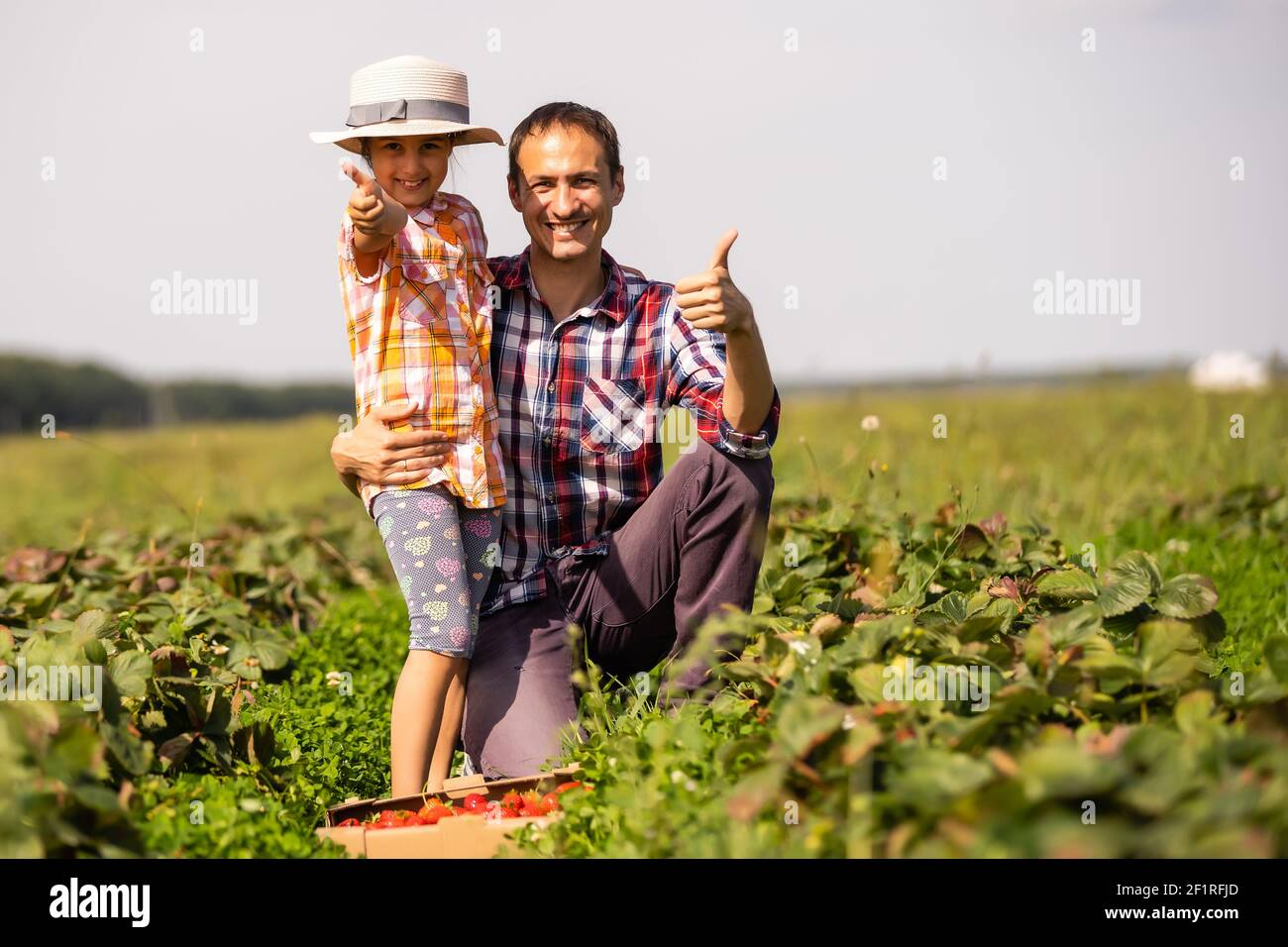 Young man farmer working in the garden, picking strawberries for his ...