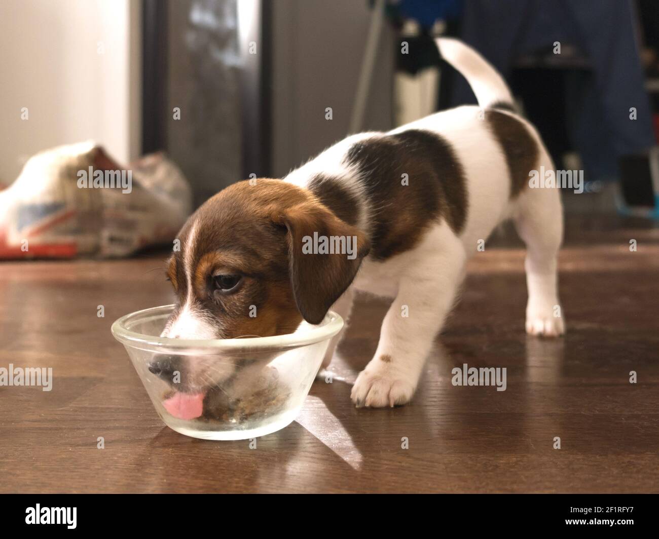 Jack russel eating from a transparent bowl Stock Photo Alamy
