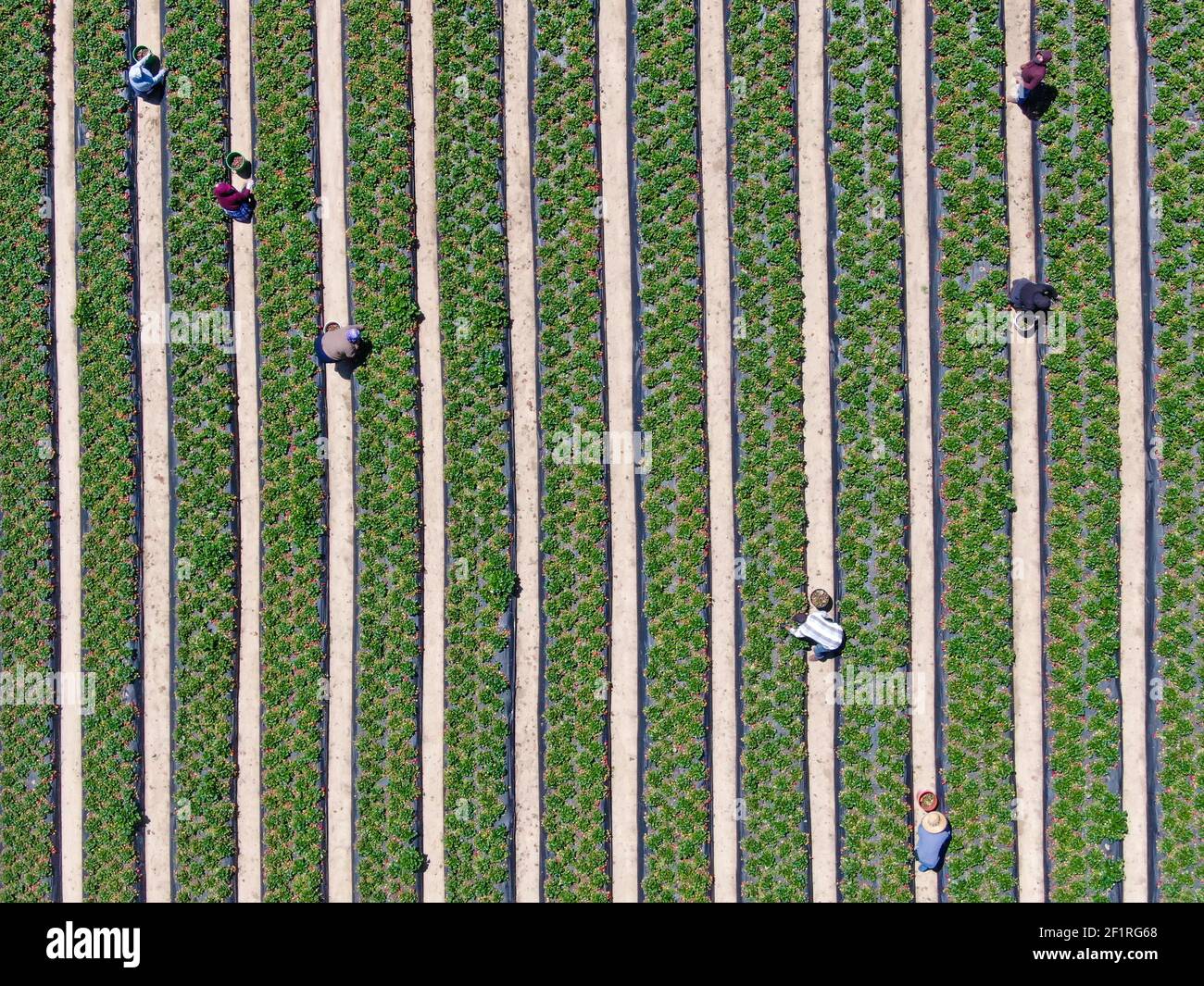 Aerial top view of green farmland and farmer working Stock Photo