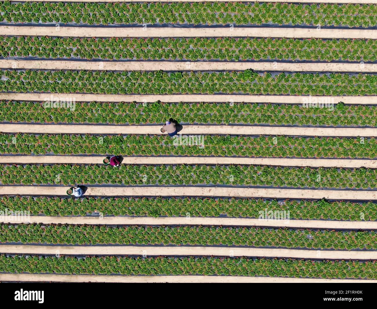 Aerial top view of green farmland and farmer working Stock Photo