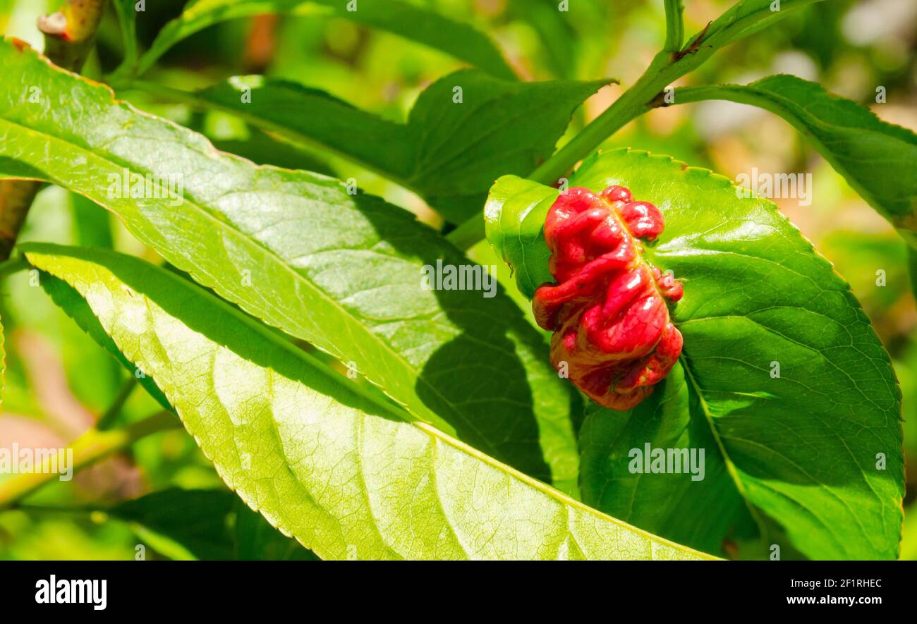 Rosy apple aphid Dysaphis Plantaginea. Plant disease, Detail of affected leaf in spring. Space for text Stock Photo