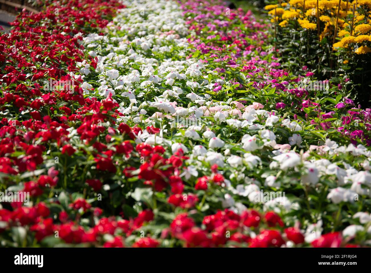 A beautiful view of colorful begonia flowers in a garden Stock Photo