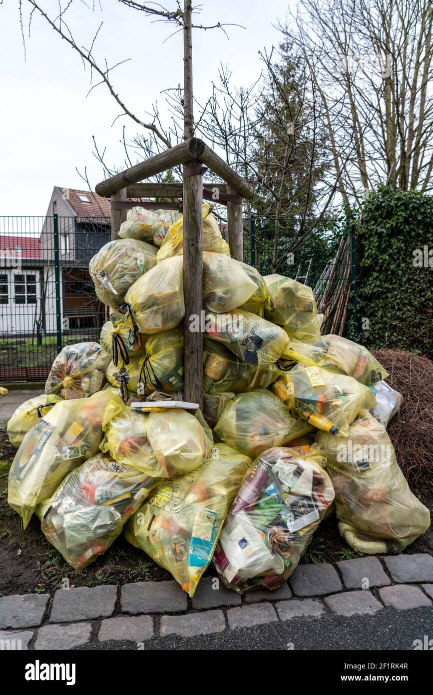 Yellow sacks, stacked in a residential street, by a tree, waiting to be collected by a waste management company, recyclable household waste, part of t Stock Photo