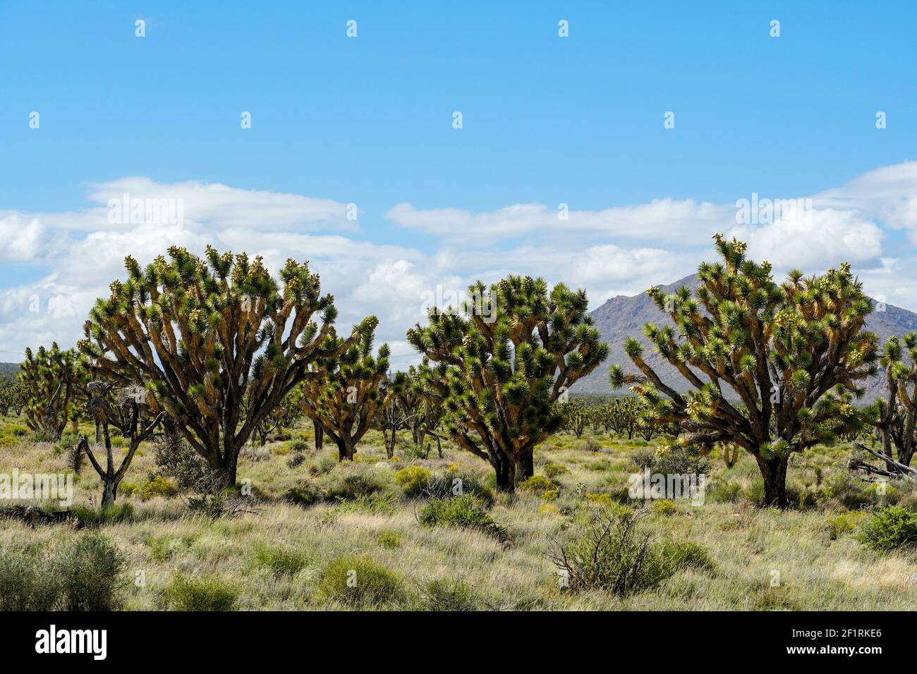 Joshua Tree National Park. American desert national park in southeastern California. Stock Photo