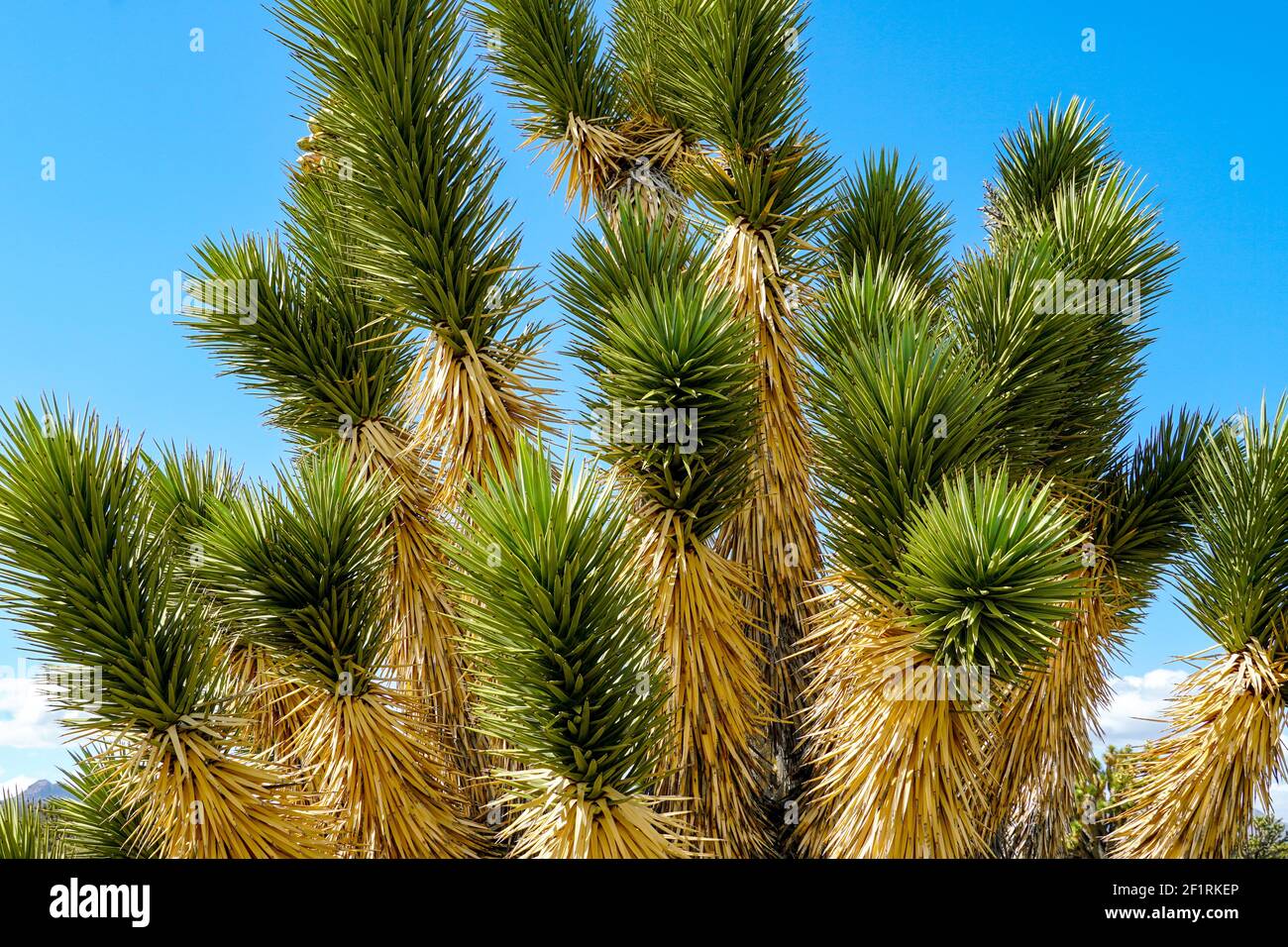 Joshua Tree National Park. American desert national park in southeastern California. Stock Photo