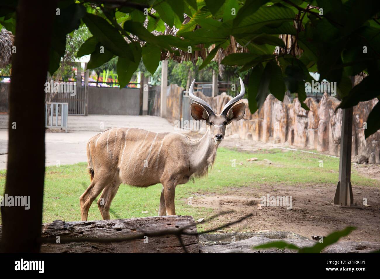 A brown deer walking around at the zoo Stock Photo Alamy