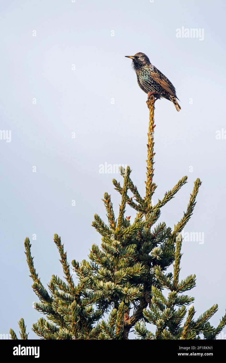 Common starling / European starling (Sturnus vulgaris) perched in treetop of spruce tree Stock Photo