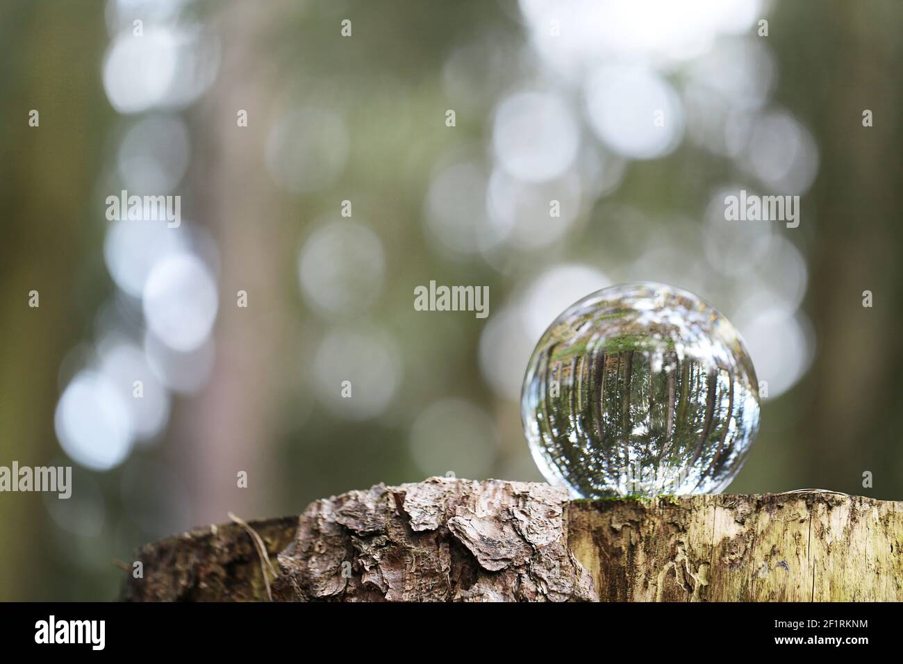Earth day concept.Ecological concept.Glass ball with forest reflection on a stump in the forest. Environmental protection and nature conservation Stock Photo