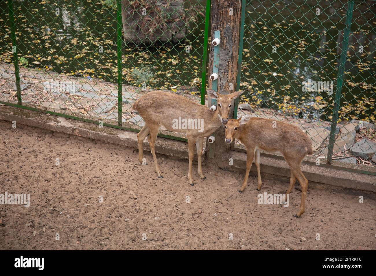 Two brown deer walking around at the zoo Stock Photo Alamy