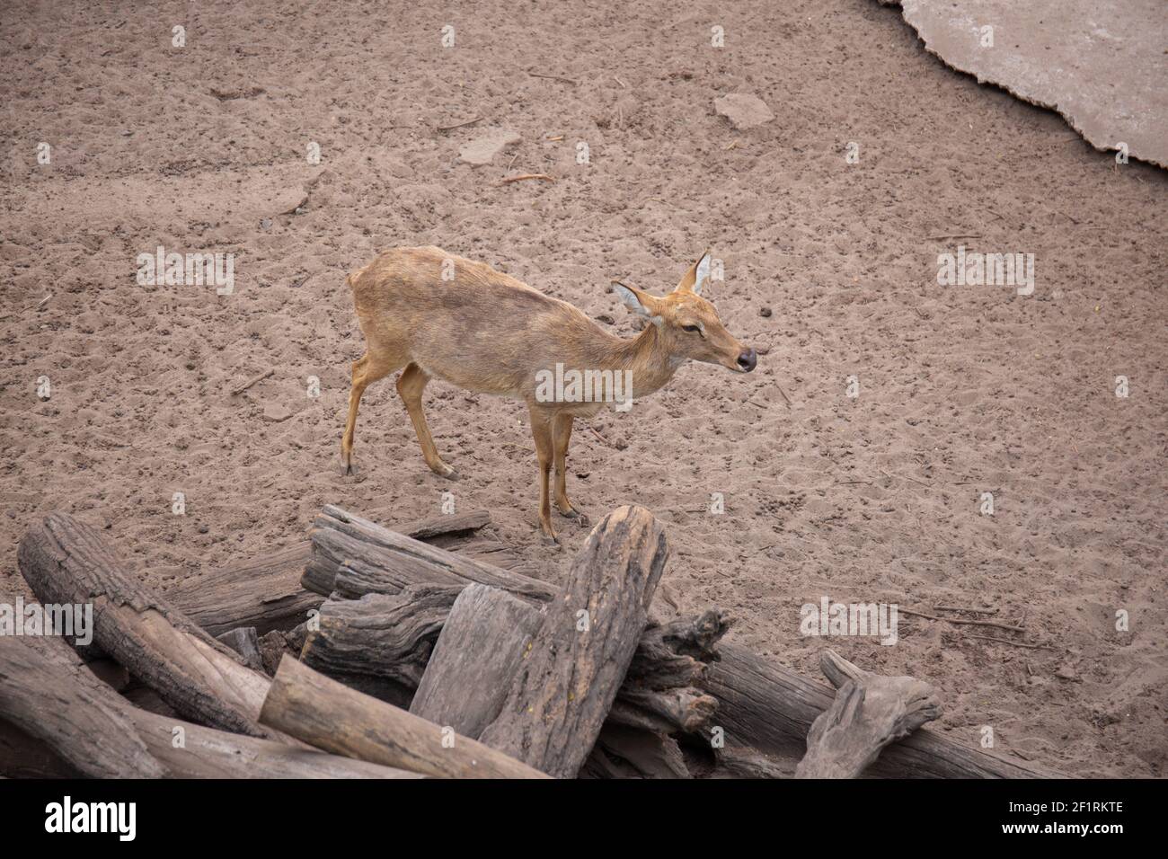 Two brown deer walking around at the zoo Stock Photo Alamy