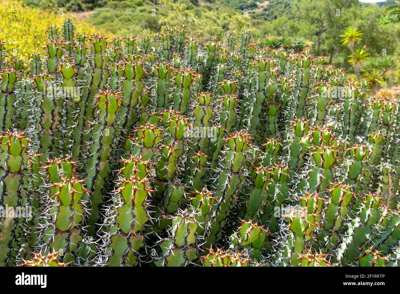 Euphorbia is a very large and diverse genus of flowering plants, commonly called spurge Stock Photo