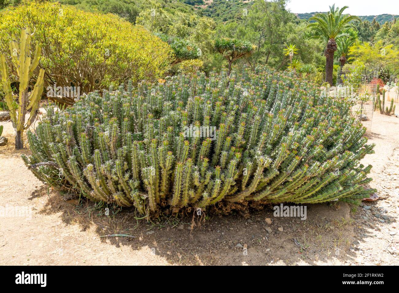Euphorbia is a very large and diverse genus of flowering plants