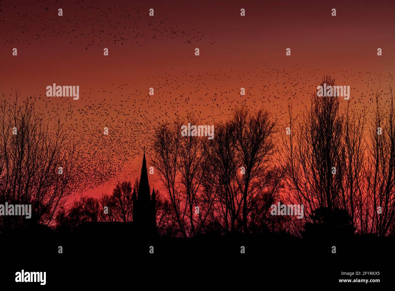 Silhouette of European starling murmuration / flock of common starlings (Sturnus vulgaris) flying over church tower and roosting in trees at sunset Stock Photo