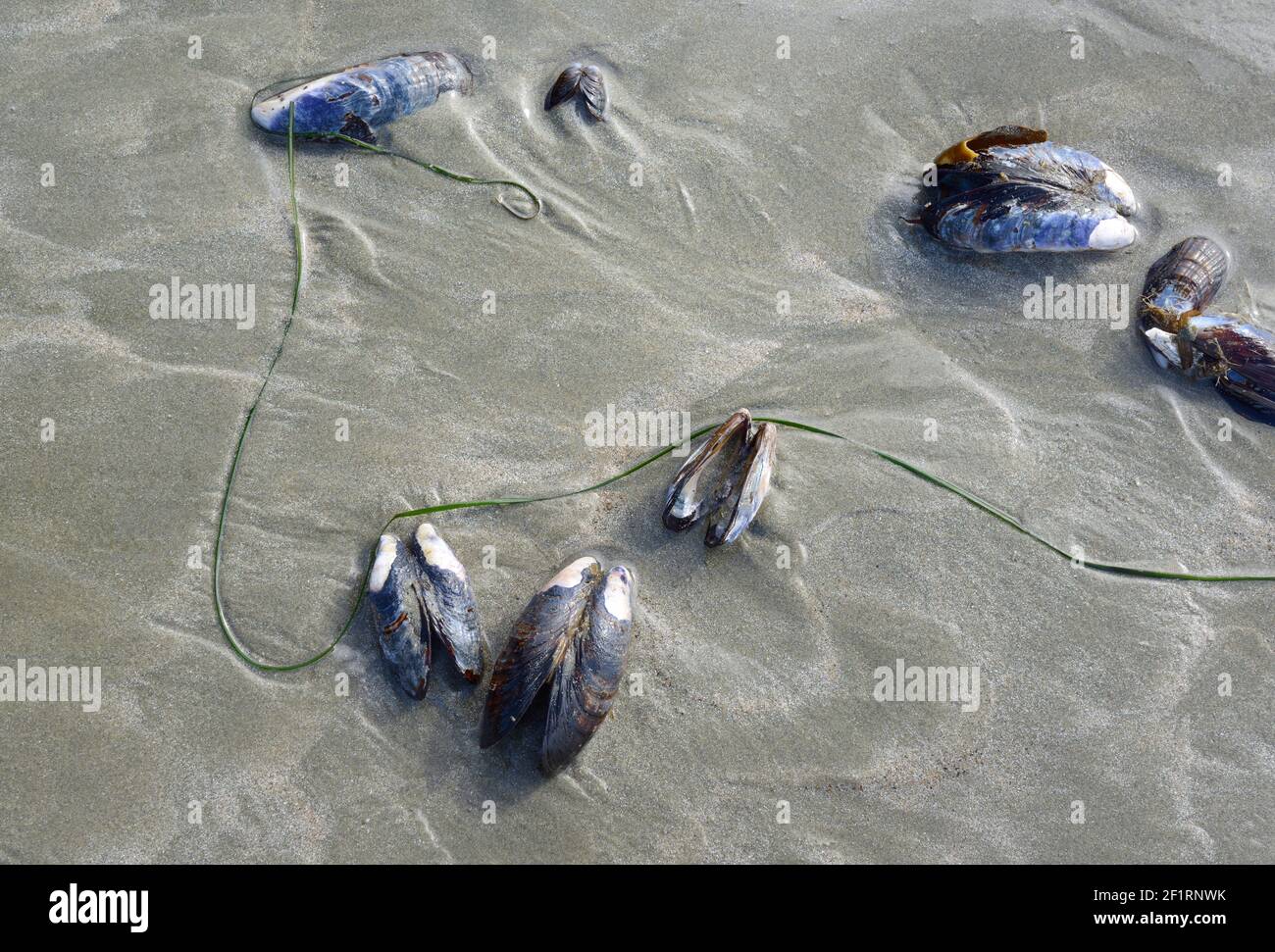 Abstract photo of mussels on the sand, Chesterman Beach Stock Photo Alamy