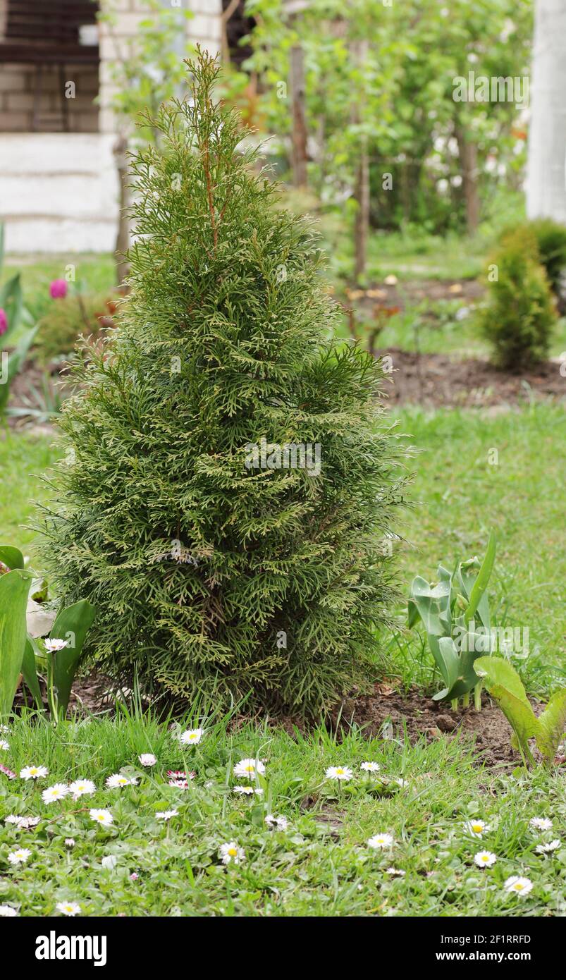 Seedling of western emerald thuja, young plant on the background of spring garden and trees, vertical, closeup. Landscape design and gardening concept Stock Photo