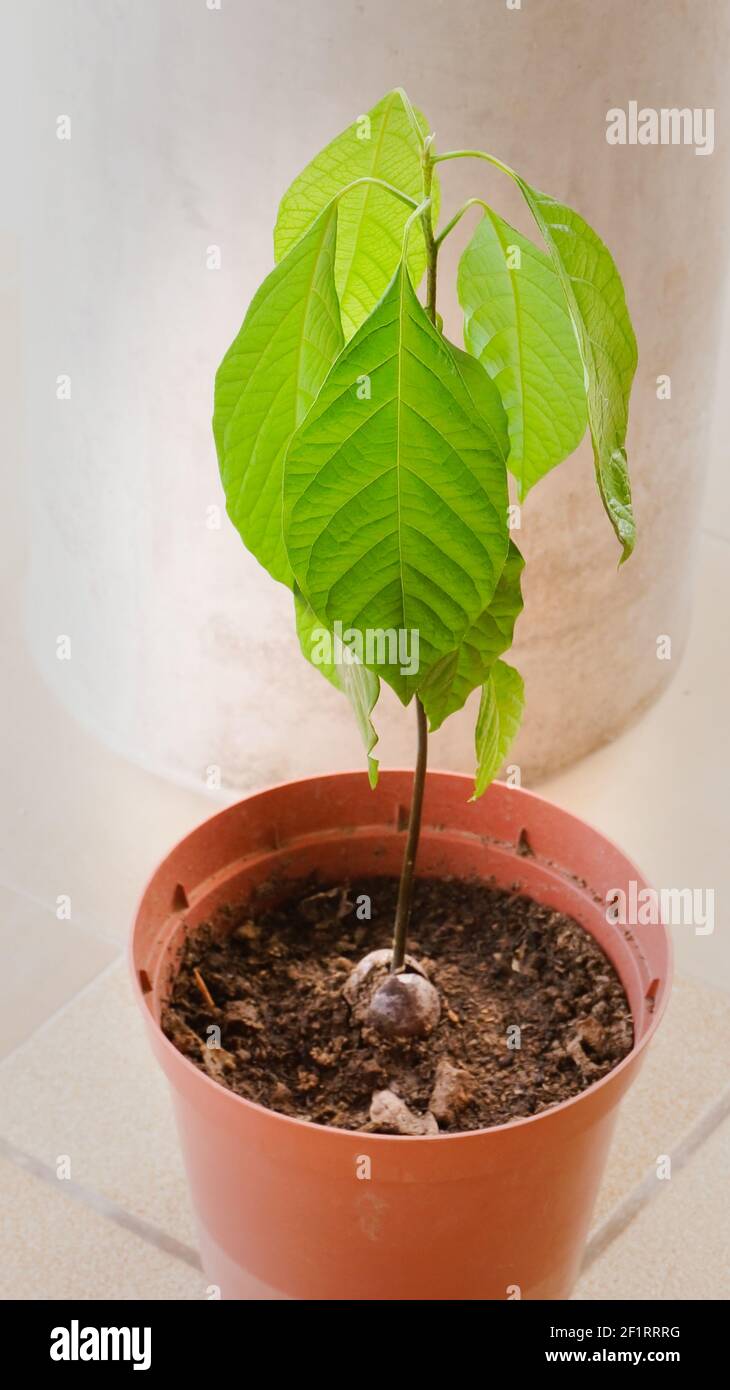 Young avocado plant grown from seed in pot outdoor terrace Stock Photo -  Alamy, image size:730x1390