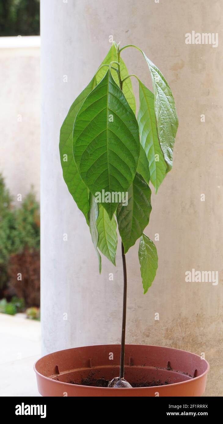 Young avocado plant grown from seed in pot outdoor terrace Stock Photo -  Alamy, image size:730x1390