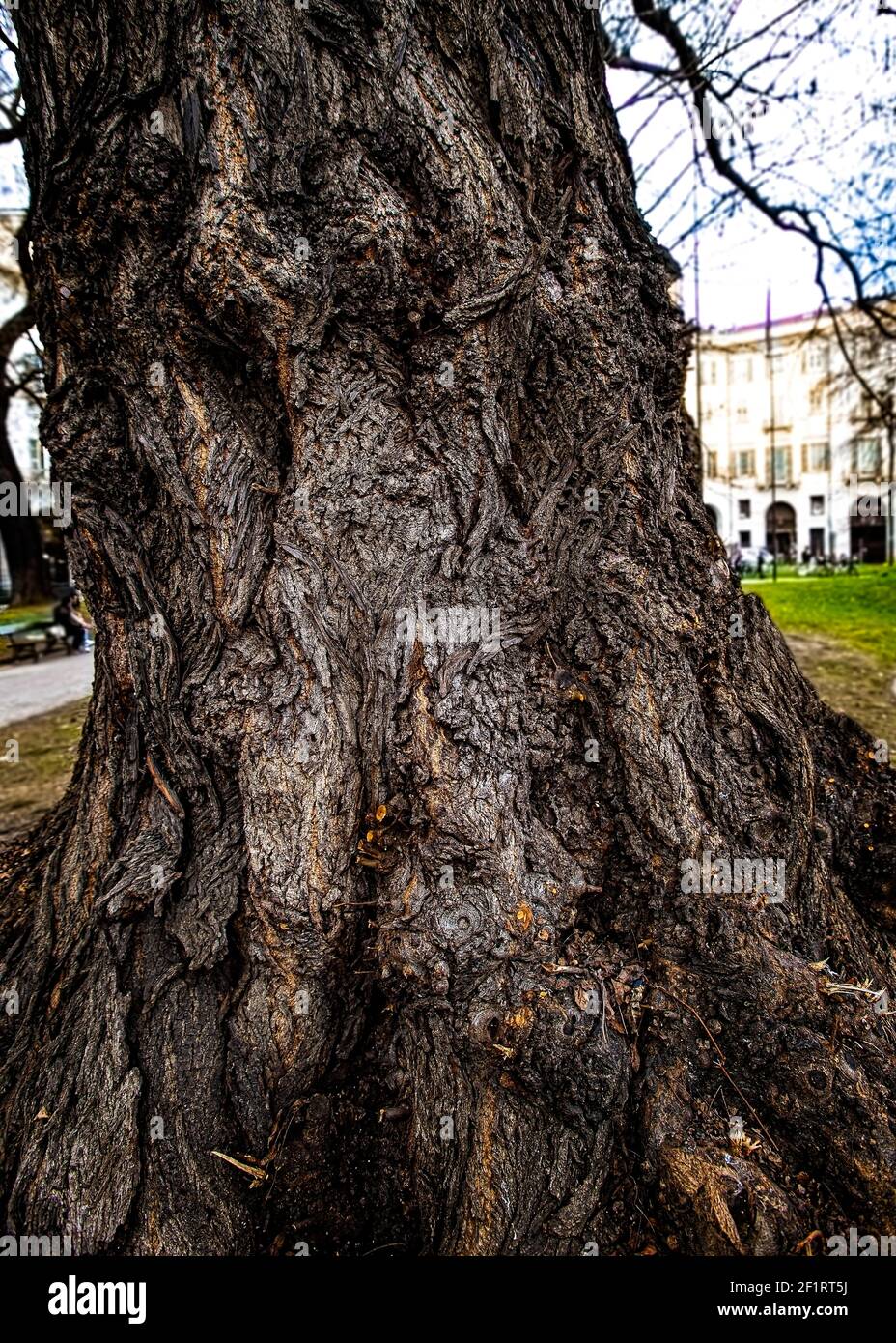 Italy Piedmont Turin - Piazza Carlo Felice - Garden - Tree Man Stock Photo