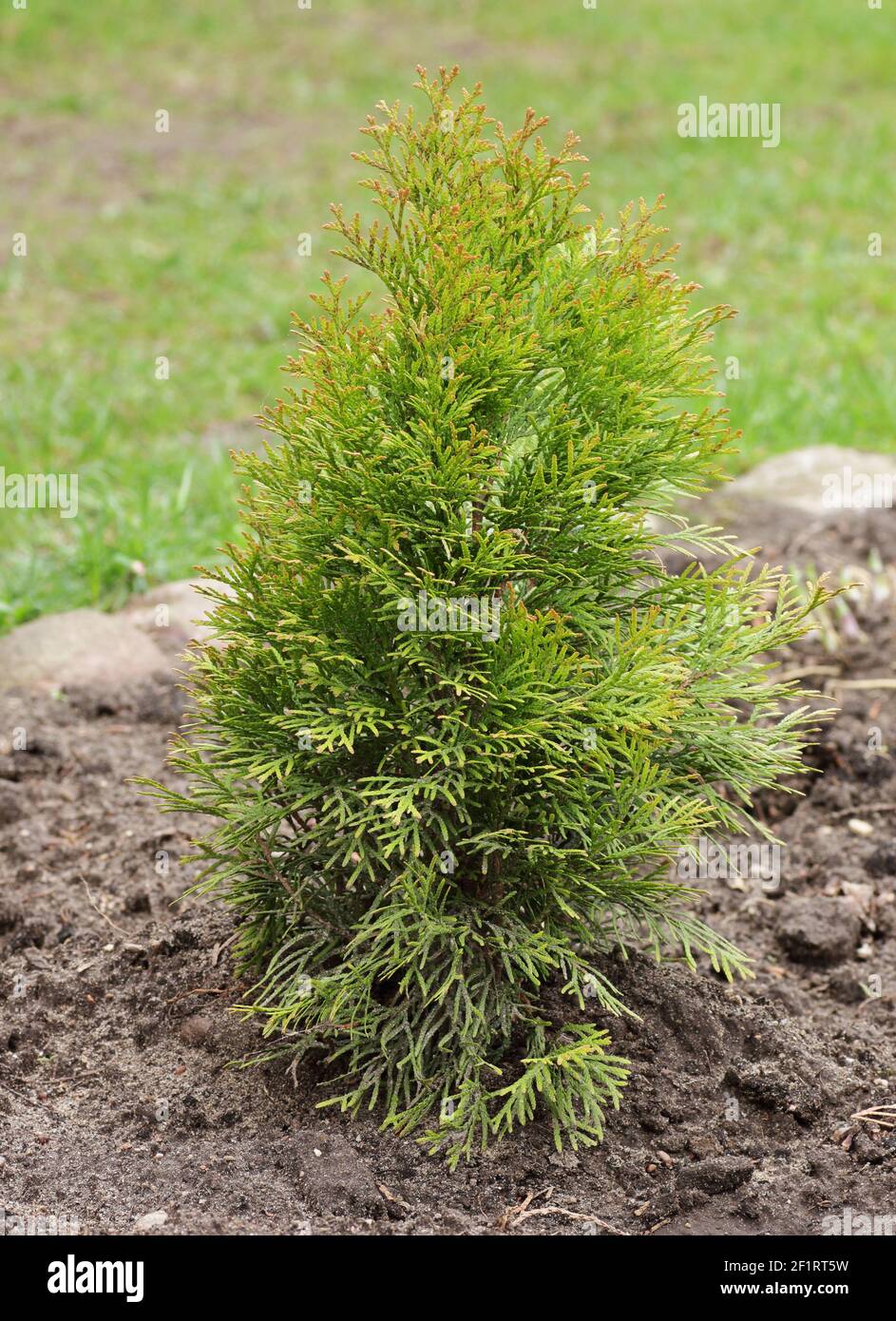 Seedling of western gold emerald thuja, young plant on the background of spring garden and trees, vertical, closeup. Landscape design and gardening co Stock Photo