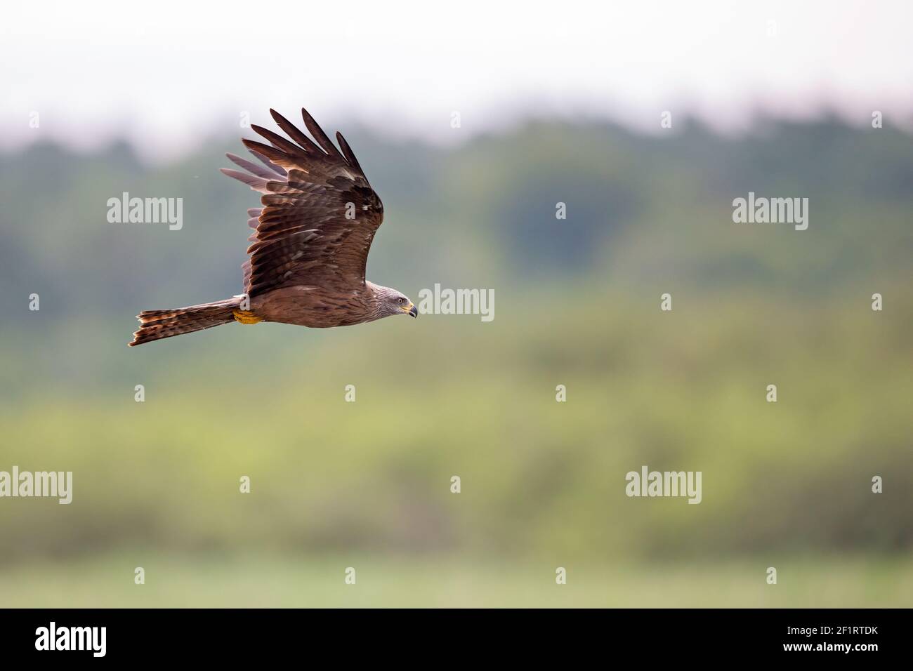 A black kite (Milvus migrans) flying in the morning light in Germany. Stock Photo