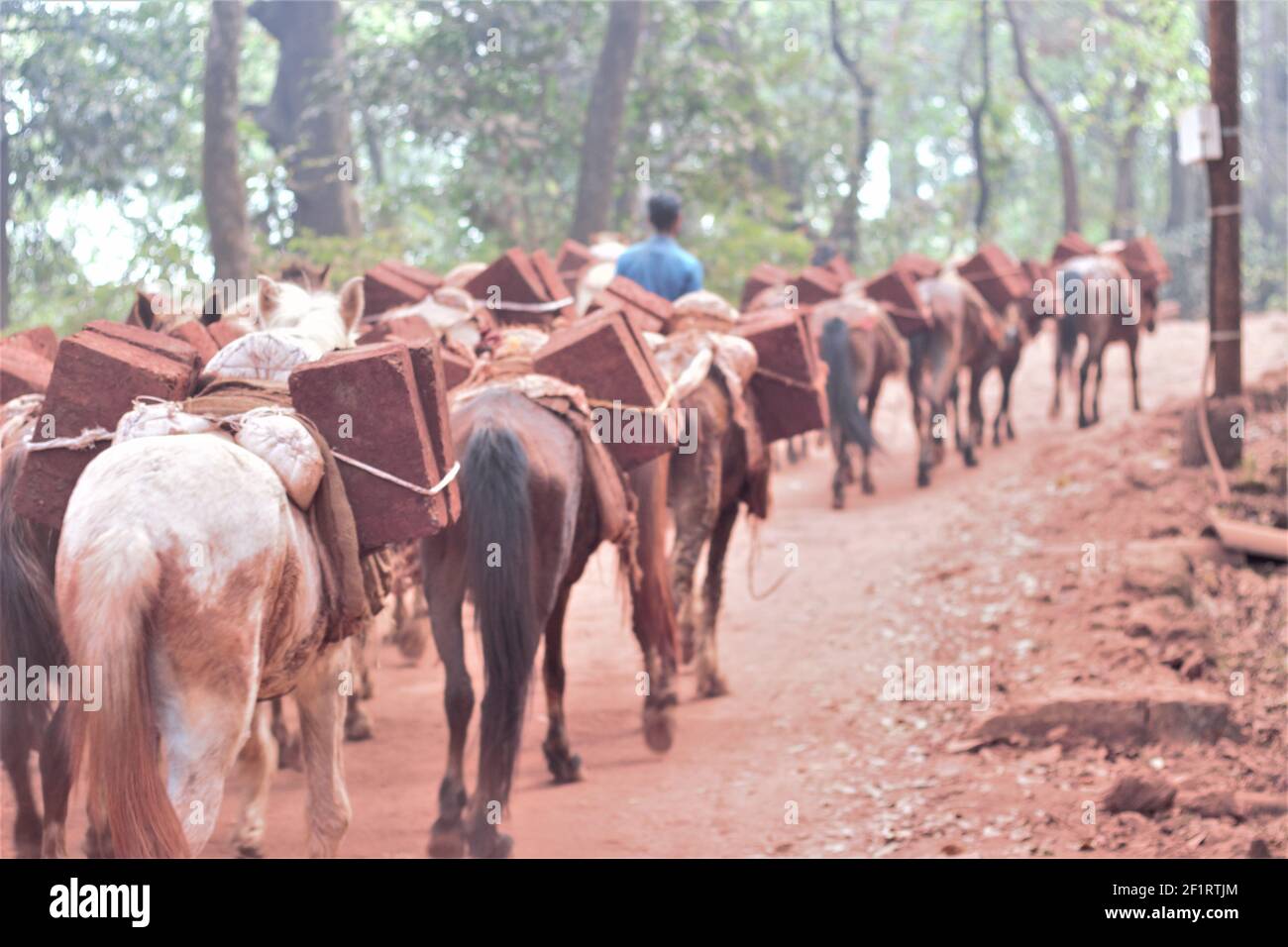 Horse carrying load hires stock photography and images Alamy