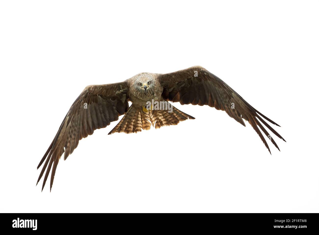 A black kite (Milvus migrans) flying in the morning light in Germany. Stock Photo