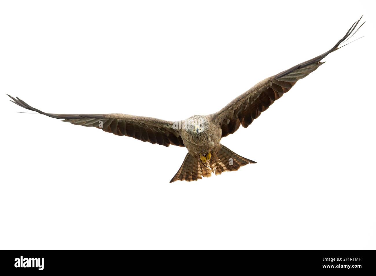 A black kite (Milvus migrans) flying in the morning light in Germany. Stock Photo