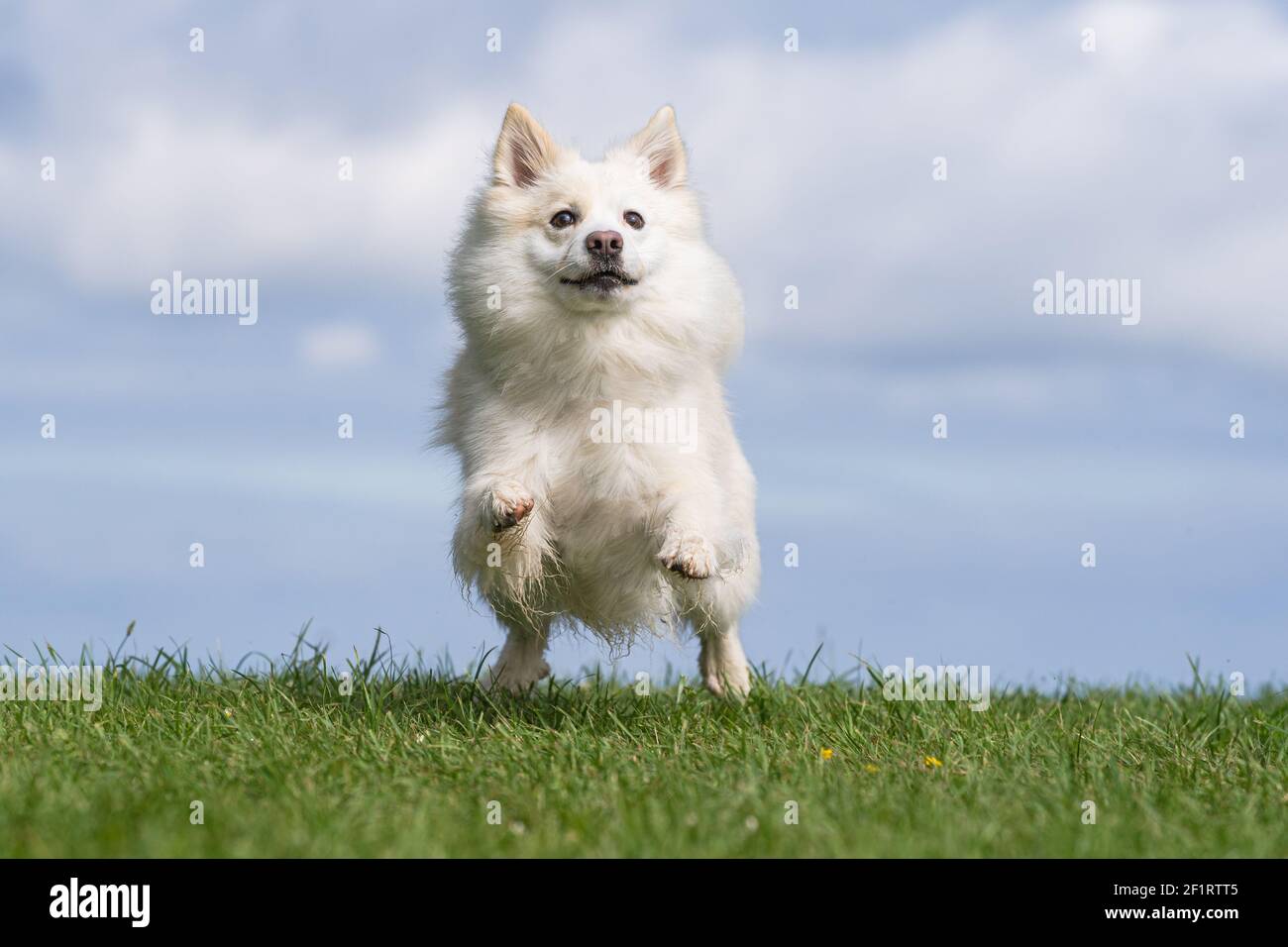 Icelandic sheepdog, FCI recognized dog breed from Iceland Stock Photo Alamy