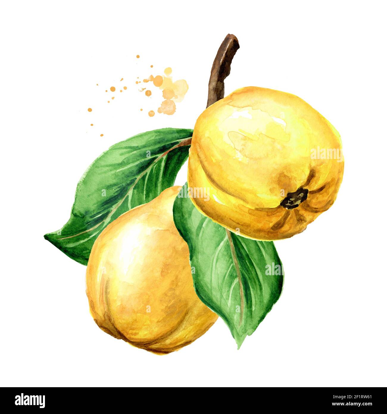 Branch with fresh ripe yellow quince fruits. Hand drawn watercolor