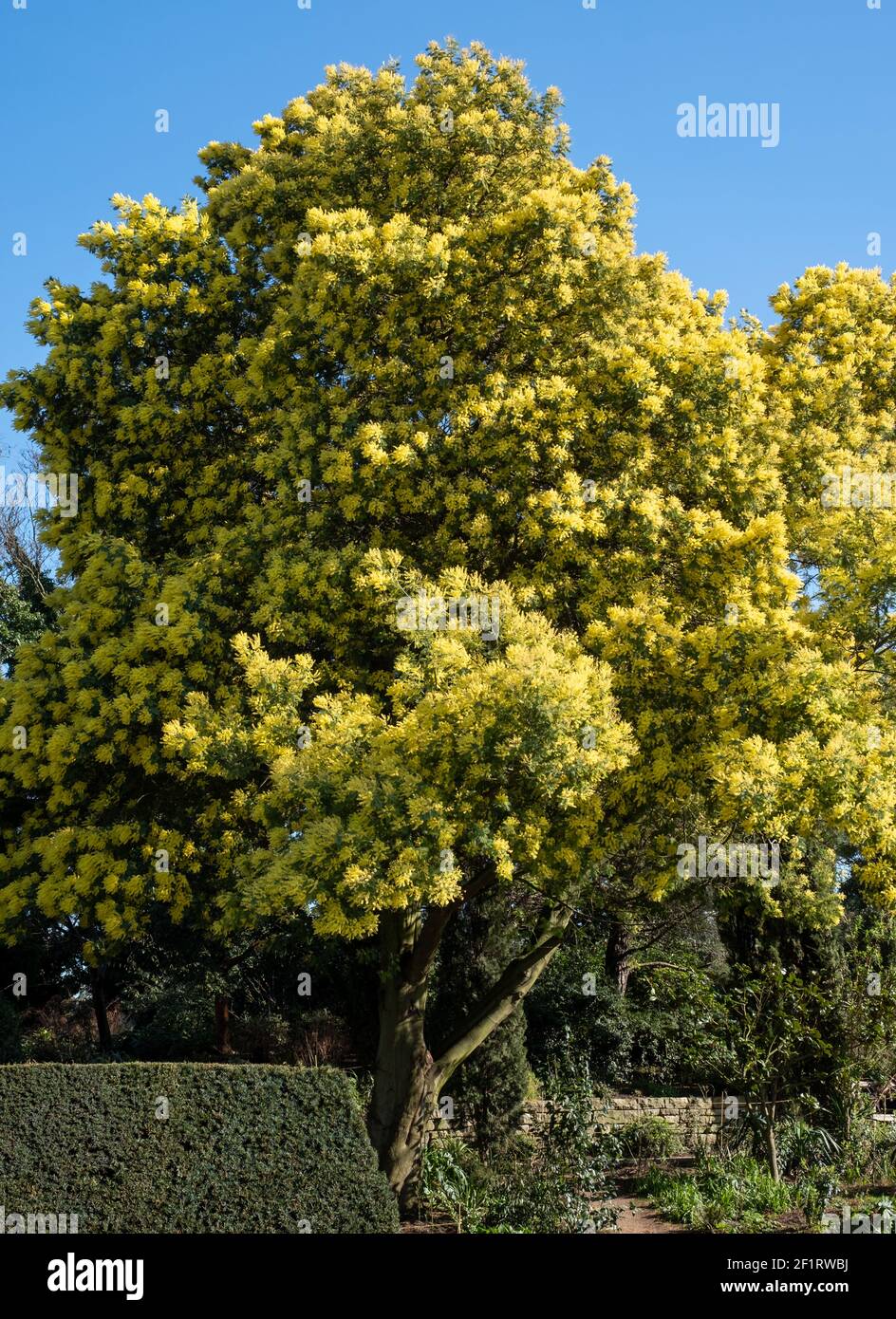 Mimosa Tree Blossom High Resolution Stock Photography and Images Alamy