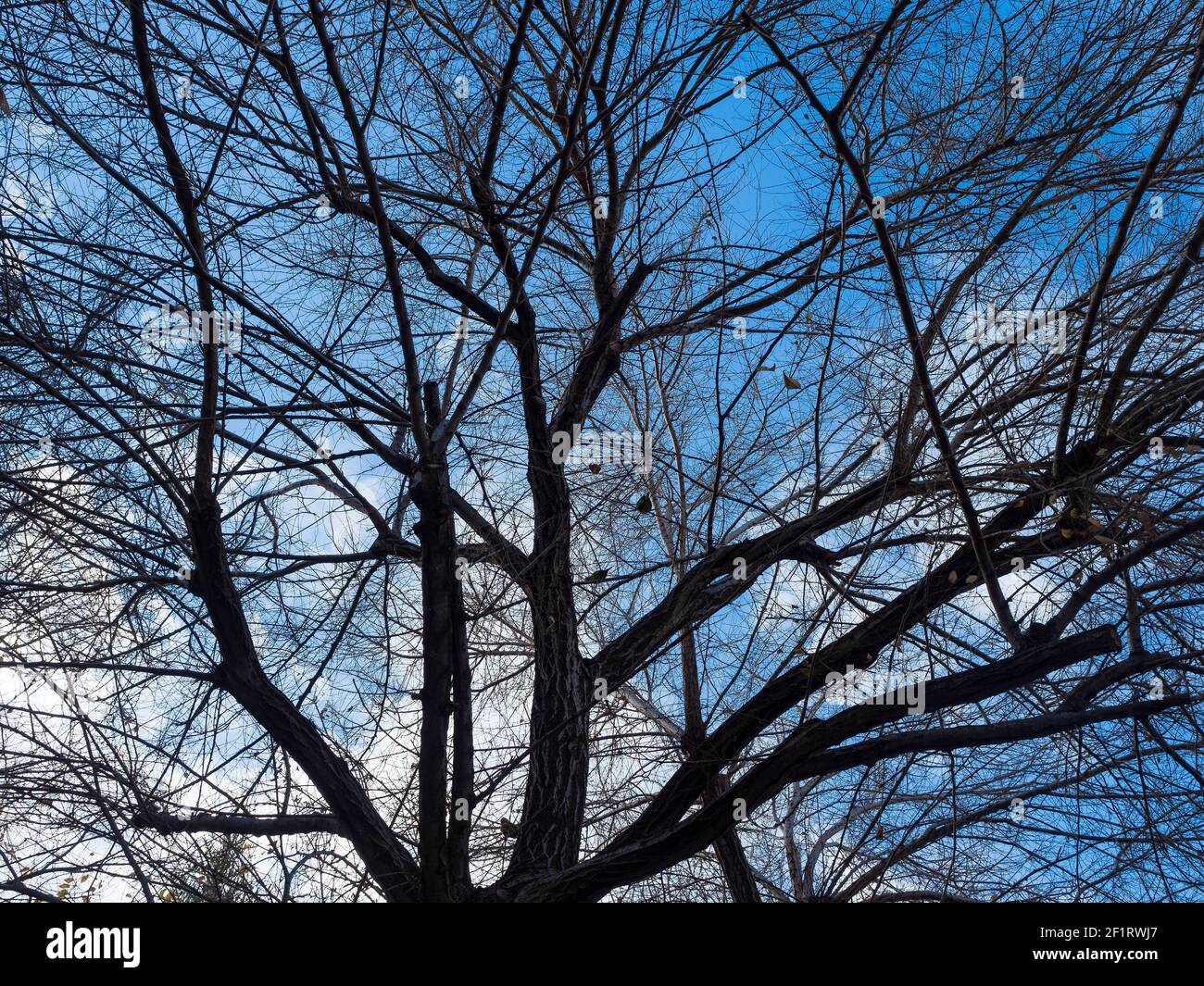 Silhouettes of tree branches under a blue sky Stock Photo - Alamy